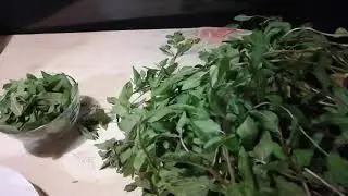 Сушка (дегидрирование) чёрной мяты