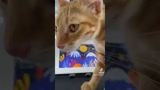 Keseruan live diganggu kucing