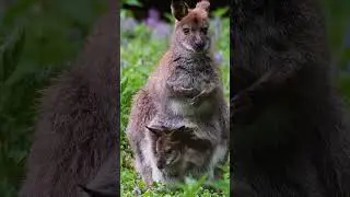 Interesting Facts About Kangaroos