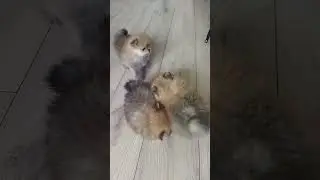 Маленькие шпицули❤ Щенки помераского шпица, соболиный окрас💕