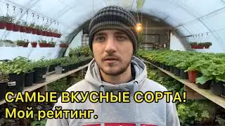 Эти сорта томатов обязательно посажу для себя в 2023 году!