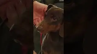 Такса Коротко о породе dachshund #такса