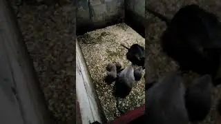 Новый рацион питания для нутрий 👍