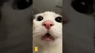 Funny Cat & Cute Kittens382😻 