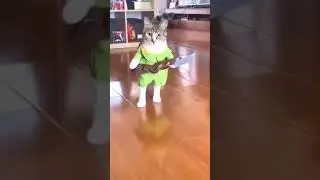 смешной костюм у котика 