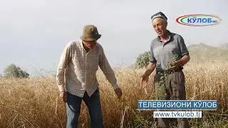 КИШОВАРЗ