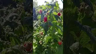 РЕМОНТАНТНАЯ МАЛИНА  УСПЕЕТ ПОРАДОВАТЬ УРОЖАЕМ!!!