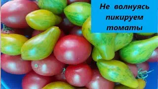 Просто н е волнуясь пикируем томаты