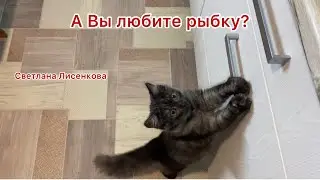 Котёнок Лохматик ест рыбку😋!