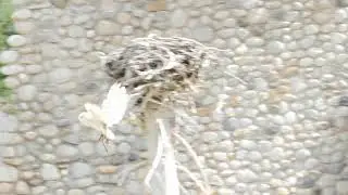 cool slow motion shot of a barn owl flying through the air HlHRJ  sD