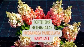 Обзор Гортензия метельчатая Hydrangea paniculata `Baby Lace`👍