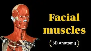 Facial muscles - 3D Anatomy - Easy Handwritten Notes