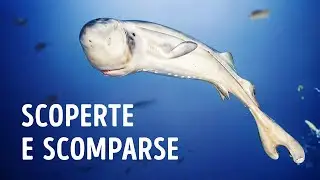 Specie Viste Solo Una Volta