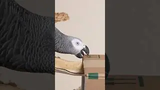 Talking Parrot 2️⃣⏩ Speed