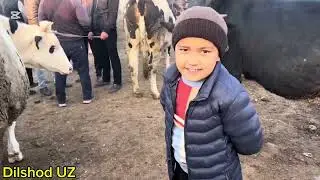 YANGI QURG’ON  CHORVA BOZORI. SIGIRLAR , HUNAJINLAR. VA BUQALAR NARXLARI