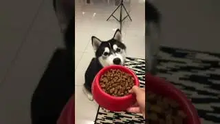 Fake Meal Prep Fools Pup || ViralHog