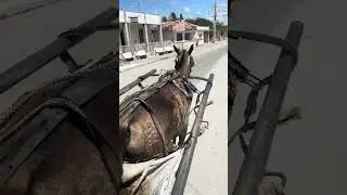 Cuban means of transportation. Carts driven by horses