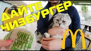 С котом вход разрешён! | Макдональдс | McDonald’s