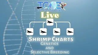 Shrimp Charts: Genetics and Selective Breeding