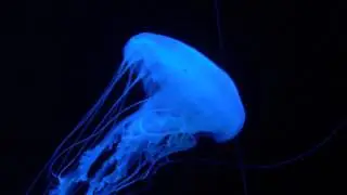 Jelly Fish | Museum of Marine Biology, Kenting