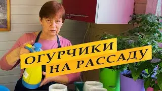Рассада огурцов. Посев семян.