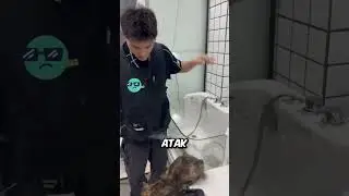 Почему ветеринары выбирают собак, а не кошек 