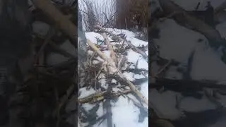 Бобровая хата