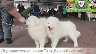 Выставка собак Одесса. Март 2018. Обзор. Сегодня в Одессе. Животные. Собаки чемпионы. Ривьера. КСУ.