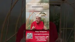 Как правильно опрыскивать и поливать огурцы.