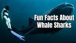 Interesting Whale Shark Facts - Facts About Whale Sharks