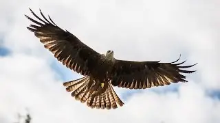 Where to see red kites in the UK | Wild Britain