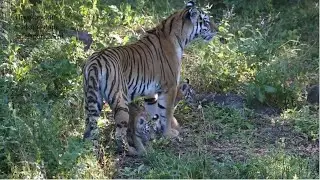 УССУРИ И ЕЁ ТИГРЯТА ВЫШЛИ В БОЛЬШОЙ ПАРК