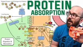 How the Body Digests and Absorbs Proteins - Broken Into Easy Steps!