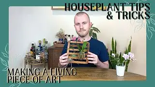 Making a Living Piece Of Wall Art (Orchid Mount + Air Plants) | Houseplant Tips & Tricks Ep. 17