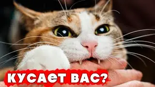 8 причин почему ваша кошка кусается и что с этим делать
