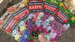 Как сажать семенами однолетние Флоксы Друммонда в открытый грунт весной