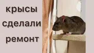 Крысы сделали ремонт. #rat #animal #животные #крысы