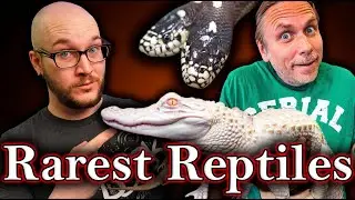 Two Headed Snakes, Baby Sloths and the Rarest Animals I have Ever Seen at Brian Barczyk's Reptarium