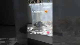 Сухопутная черепаха теперь в банде шпицев 😂❤️❤️❤️ #животные