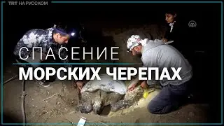 В Турции выросло число редких видов морских черепах