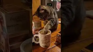 Кот перфекционист