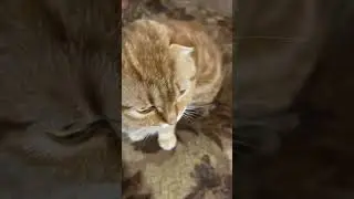 Алексагина, учись у Велеса 