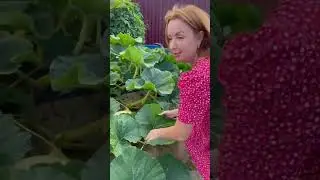 Гигантская тыква от автора : poli_na_malina 🎃