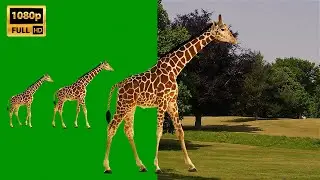 3D Giraffe walking on Green Screen Background Video