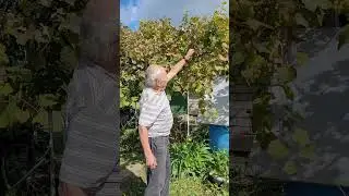 Песня под гармонь.Вячеслав Абросимов,,Старею,старею,,Узденский район, деревня Толкачевичи