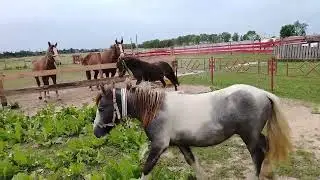 знакомства с молодым жеребчиком