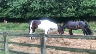 Strolling by the horses as the sun sets