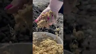 Голубику я не сажаю, а пересаживаю на новое место 😊
