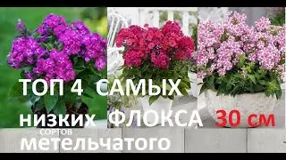 САМЫЕ ЛУЧШИЕ НОВИНКИ для МАЛЫХ САДОВ и  контейнерных садиков ФЛОКСЫ МЕТЕЛЬЧАТЫЕ ТЕПЕРЬ КАРЛИКОВЫЕ.