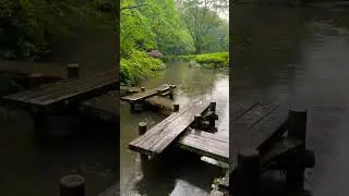 A Rainy Moment in a Beautiful Japanese Forest Park